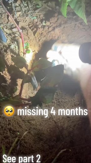 Our albino Ball Python was found tonight after being missing almost 4 months. She was found burrowed in her sister’s gravesite 🥺🥺. My daughter caught her head popping out of a chipmunk hole that led right under ground beside the site when she was checking on it. #ballpython #beautifull #reptile #ilovemysnake #reptilelover #reptilekeeper #miracle #nevergiveup #albino #snakesoftiktok #snake #snaketok #snakeguy #happywifehappylife @Jackie Curtis