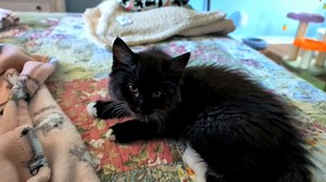 Napping with kittens. I highly recommend adding a kitten nap into your daily schedule. (Sorry I babbled all through this video and drowned out the purring. I'll get a purring video at some point where I keep my big mouth shut, I promise!) | Love & Hisses