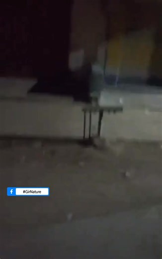 16K views · 295 reactions | International Leopard Day – the Indian...