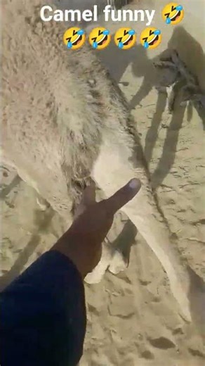 Funny Camel Moments 😂🐪 | Hilarious Camel Video Compilation