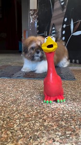 Play Time 💕😍❤️ . . . #shihtzuvoice #teddy #teddybear #shihtzu #puppylovers #dogvoiceover #dogplaying #puppylove #dogTeddy #gym | Shizu Vlogs