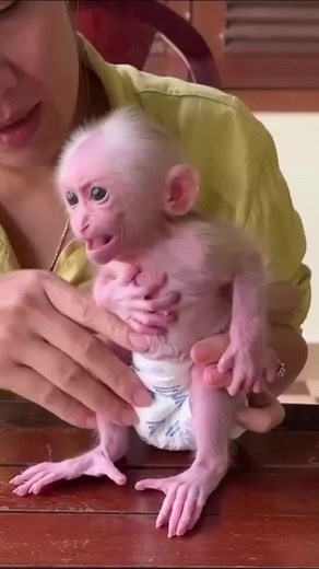 Heartbreaking Moment: Spoiled Baby Monkey Rejected