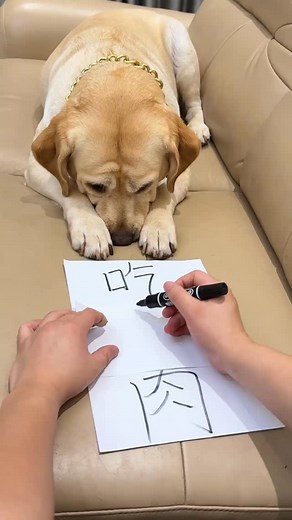 🐶 L.O.V.E #我是羚麟 #狗狗搞笑 #養狗生活 #喜歡大狗 | Cheng Ling Lin