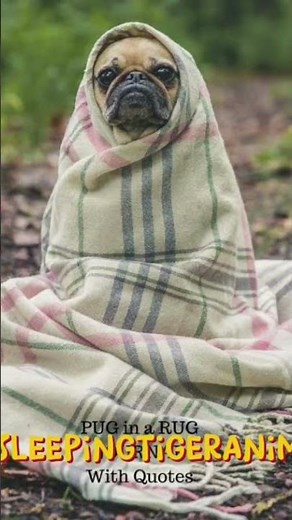 pug in a rug puginarug.com #pug #cute #rug