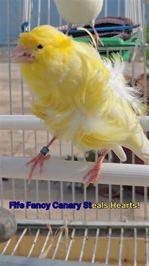 🔥 दुनिया की सबसे दिल जीतने वाली चहचहाहट! Fife Fancy Canary की जादुई आवाज़ 🐦💛