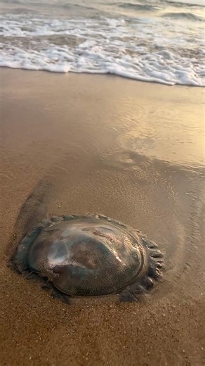 Beautiful Jellyfish in the Waves – Slow Motion