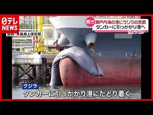 【クジラ】タンカーにひっかかり 瀬戸内海の港へ