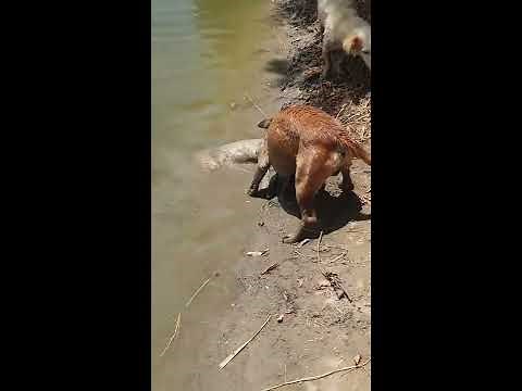 Dog Hunting Big Cat At 3ChohanFarm