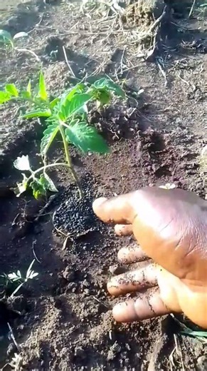 How to apply fertilizer correctly #farming #tomato #gardening #education #fyp
