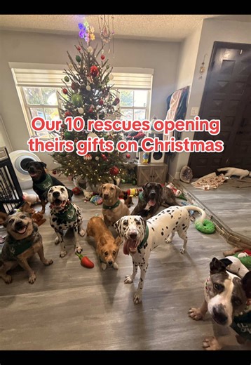 Our 10 rescue dogs opening up their gifts on Christmas 🎄🎅🏼🎁 #christmas #christmasgifts #dogrescuer #dogfamily #gifts