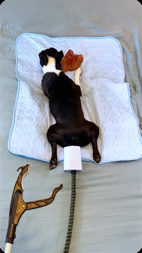 Fart Wars Episode 3! May the force be with you. Watch as our Boston Terrier’s powerful farts overcharge a podracer that Jar Jar Binks so happens to be working on. It doesn’t end well for Jar Jar. Don’t forget to like, comment, and follow @whenashmetbowser for more funny dog conent . . . . #starwars #maytheforcebewithyou #dogsofinstagram #dog #fart #funny #bostonterrier #theacolyte #jarjarbinks | Ash & Bowser