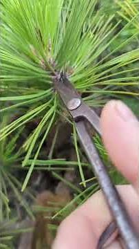Candle pruning a large Nishiki-matsu (cork-bark pine) bonsai