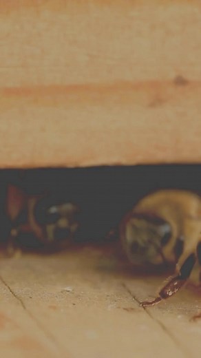 Do all bees have the same job? Nope! Bees within a hive have amazing...