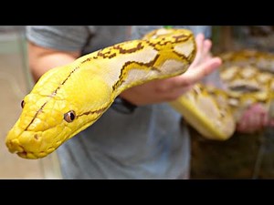 ALL OF OUR BIG SNAKES AT THE REPTARIUM REPTILE ZOO!
