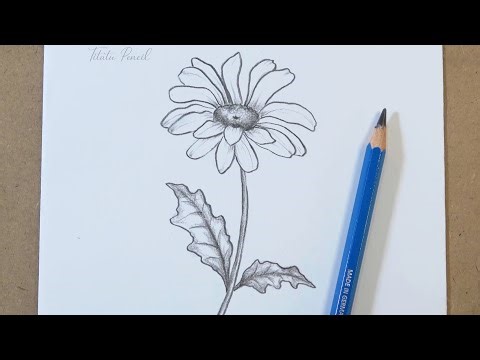 How to draw a Daisy Flower step by step easy | Pencil Drawing