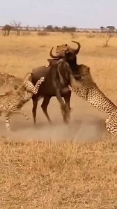 Nature’s Raw Power: Cheetahs Take Down a Wildebeest in a Coordinated Hunt 🐆💪 #AfricanWildlife #WildlifeDocumentary #AnimalKingdom #WildAndFree #NatureLovers #WildlifePhotography #Wildebeest #WildlifeWednesday | Wildlife Reels USA
