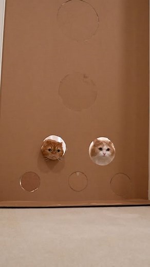 Kittisaurus | Cats VS Cardboard Wall Challenge A fun and adorable challenge that tests your cat’s jumping skills and curiosity! 🐱📦 | Instagram