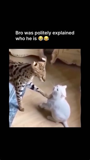 bab on Instagram: "Lmfao 😂 Big domestic cats are larger breeds of house cats that look powerful and majestic but still have the friendly nature of regular pets. They often have long, thick fur, strong bodies, and calm personalities. These cats love attention but also enjoy relaxing and observing their surroundings. Some popular big domestic cat breeds include the Maine Coon, Ragdoll, Norwegian Forest Cat, and Savannah Cat. Even though they’re bigger than most cats, they are gentle, affectionate