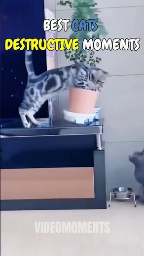 Proof that cats are actually evil #catvideos #funny #shorts
