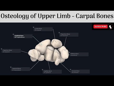Carpal Bones | Features | Articulations | Attachments #Anatomy #mbbs #education