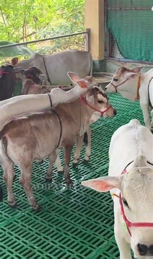 Grass? Nah, let’s zoomies! Pure Nadipathy Cattle.| Shortest Cows Breed