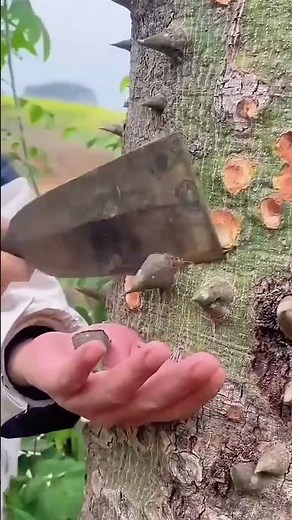 Easy Technique to Remove Hard Tree Bark Thorns Without Much Effort