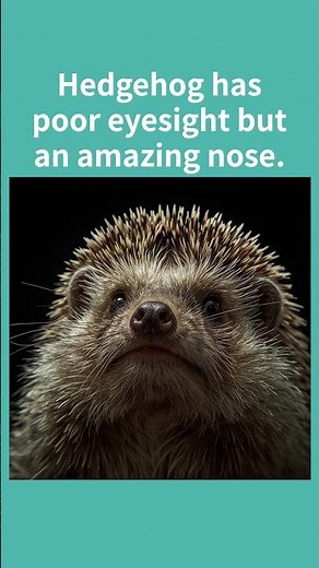 Hedgehogs Have 5,000 Spikes?! 🦔😲 | 10 Fun Facts