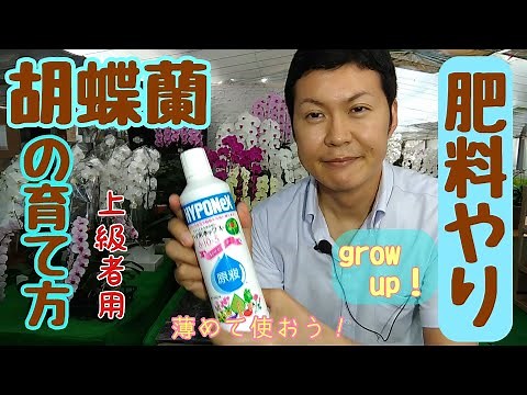 If you want to grow your Phalaenopsis orchids quickly, here's how to fertilize them at home. A gr...