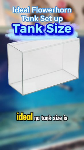 17K views · 126 reactions | Ano ang ideal Flowerhorn Tank Set up?? 樂 樂 #daddyfishkeeper #flowerhornkeeper #isdaislife #fishkeeper #flowerhorn #aquariumhobby #fypシ゚viralシ #fyp #HappyFishKeeping | Daddy Fishkeeper | Facebook