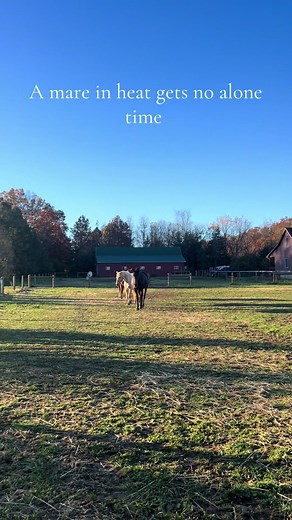 Understanding Mare Behavior During Heat Cycles
