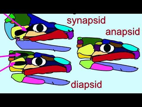 amniote diversity 1: anapsids, synapsids