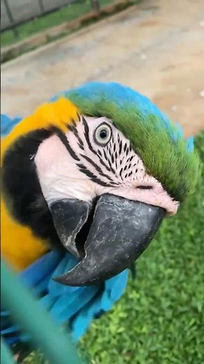 🌿🌈 "Majestic Macaws – Nature’s Rainbow Parrots in Action!"🐦