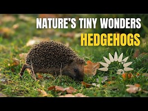 Hedgehogs: Nature’s Tiny Wonders