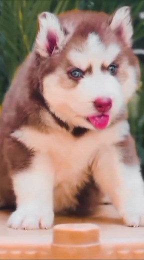 Fluffy Husky Babies That Stole My Heart #puppies #huskies #cute