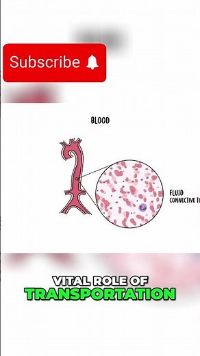 Connective Tissue Structure and Types Explained Simply #biology #anatomy