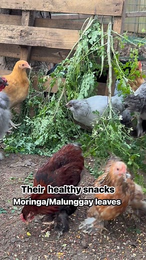 Moringa benefits chickens by boosting immunity, improving growth,...