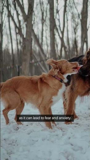 How to Train Your Dog: Tips for First-Time Owners