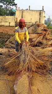How Paddy is Threshed Manually? Hi Friends, In this reel you can see that the farmers were busy threshing paddy manually by beating. In this reel we tried to show you how paddy is threshed traditionally. They beat paddy bundles on wooden log. It's tiring and laborious too. But we see this method seldomly. #threshing #fb #reels #kisan #krishi #paddy #paddycultivation #paddyfarmers #paddyfarming #paddyfarmer #rice #ricefarmer #ricecultivation #ricefarming #fbreels #agriculture #agritech #farmer #f