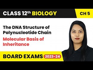 The DNA Structure of Polynucleotide Chain - Molecular Basis of Inheritance | Class 12 Biology Ch 5