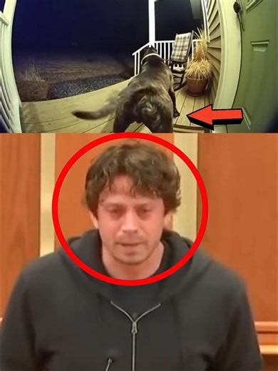 Neighbor Poisoned Dog Over Barking: Legal Battle Ensues