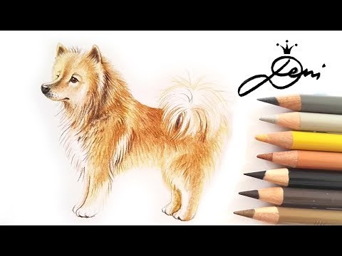 Eurasier Hund zeichnen 🐶 Hunde-Zeichnung 🐕 How to draw a Dog? 🐺 Kак се рисува куче