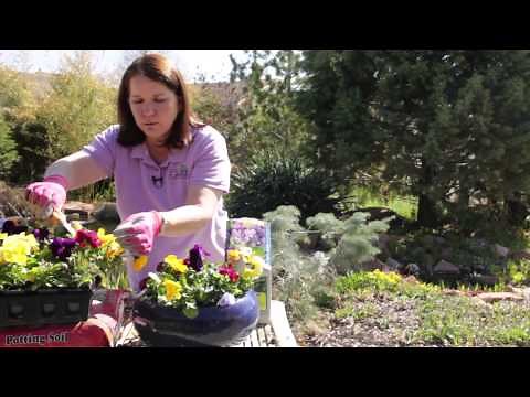 How to Trim Pansies : Grow Guru