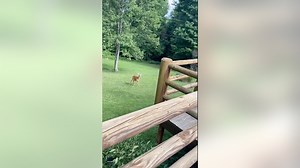 Mother deer comes running to crying newborn human baby