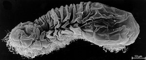 Limnognathia ~ Everything You Need to Know with Photos | Videos
