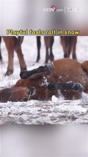 Playful foals roll in snow