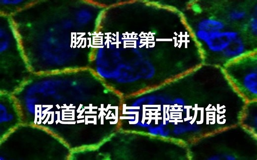 肠道科普第一讲：肠道结构与屏障功能