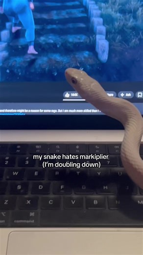 please why are markipliers videos the perfect combination of things to piss tofu off 😭 also I meant *NOW he’s just angry when the caption popped up 😮‍💨 #pets #animals #snakes #reptiles #silly