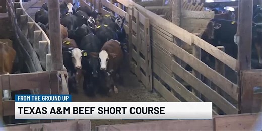 From the Ground Up: Previewing the Texas A&M Beef Short Course