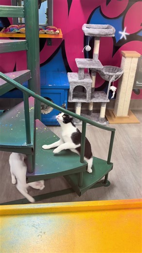 Laser pointer fun at SPCA Westchester 🤩. Come meet our amazing adoptable felines! #cats #catsoftiktok #adoptme #rescue