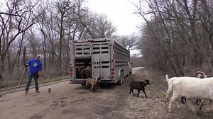 When it comes to removing invasive species, are these animals the GOAT? Flandrau State Park is now using goats to remove invasives like buckthorn from its steep hillsides. It’s a more natural and safe method to remove invasive plants. Help prevent the spread of invasive plants by regularly cleaning off your hiking boots. go.usa.gov/xmDSm | Minnesota Department of Natural Resources
